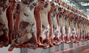 أسعار اللحوم في مصر اليوم الخميس