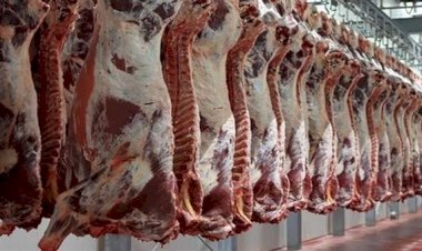 أسعار اللحوم في مصر اليوم السبت