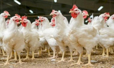 ارتفاع جديد في أسعار الدواجن والبيض اليوم الثلاثاء