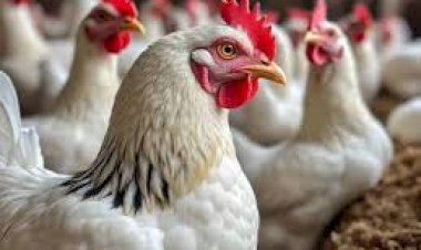 ارتفاع جديد في أسعار الدواجن والبيض اليوم الاربعاء 