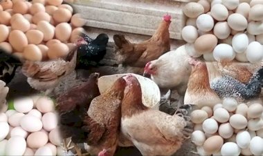 ارتفاع جديد في أسعار الدواجن والبيض اليوم الجمعة