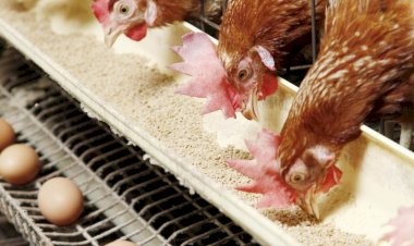 ارتفاع أسعار الدواجن والبيض اليوم الخميس