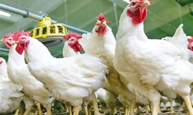 ارتفاع أسعار الدواجن والبيض اليوم الجمعة