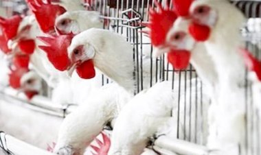 ارتفاع أسعار الدواجن والبيض اليوم السبت