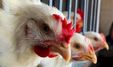 ارتفاع أسعار الدواجن والبيض اليوم الخميس