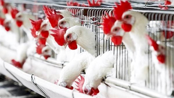 أسعار الدواجن والبيض في مصر اليوم الثلاثاء