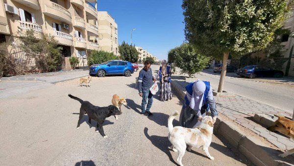 الزراعة تعلن تحصين وتعقيم أكثر من 11 ألف كلب حر منذ يناير وتنفيذ 779 ندوة إرشادية لرفع الوعي المجتمعي