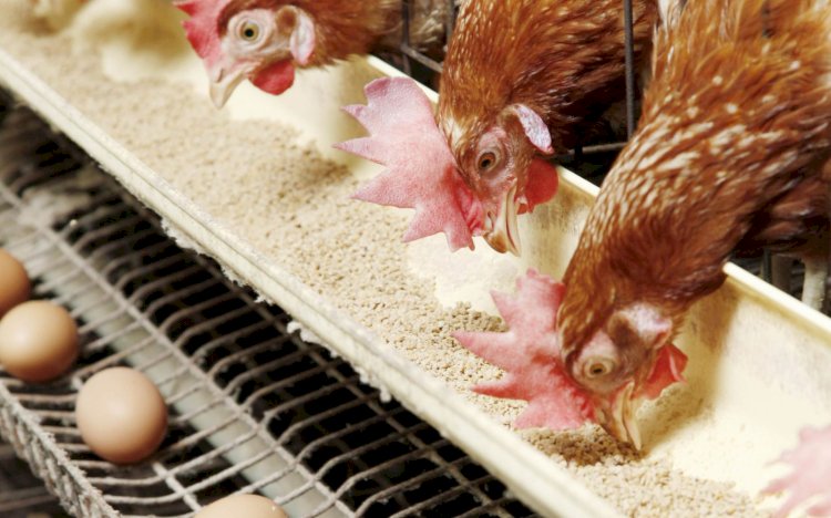 ارتفاع أسعار الدواجن والبيض اليوم الخميس
