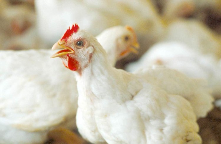 ارتفاع أسعار الدواجن والبيض اليوم الثلاثاء
