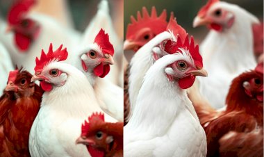 ارتفاع أسعار الدواجن والبيض اليوم الثلاثاء