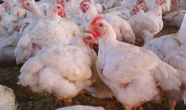 ارتفاع أسعار الدواجن والبيض اليوم الاربعاء