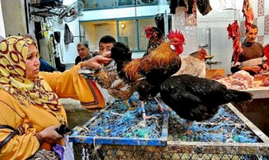 سعر الدواجن اليوم الأربعاء في الأسواق