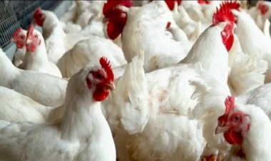 سعر الدواجن اليوم الجمعة في الأسواق