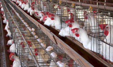 سعر الدواجن اليوم الأحد في الأسواق