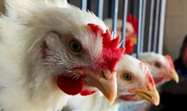 سعر الدواجن اليوم الأحد في الأسواق