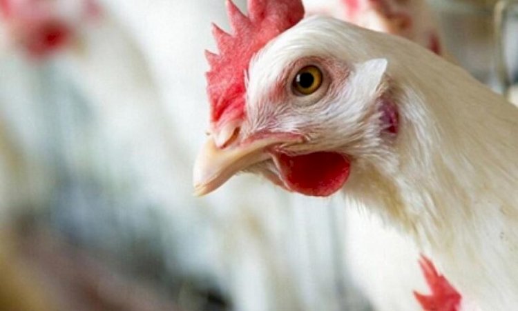 ارتفاع أسعار الدواجن والبيض اليوم الخميس