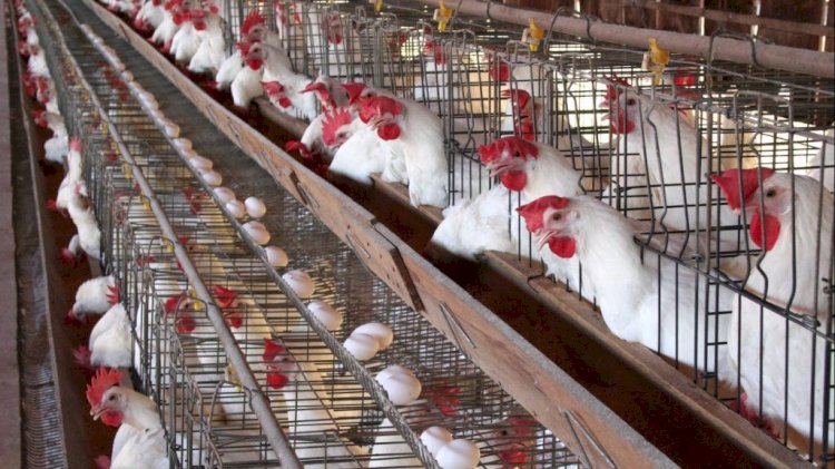 سعر الدواجن اليوم الأحد في الأسواق