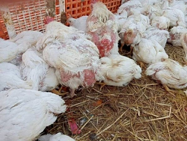 سعر الدواجن اليوم الثلاثاء في الأسواق