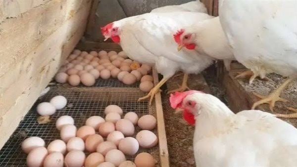 سعر الدواجن اليوم السبت في الأسواق