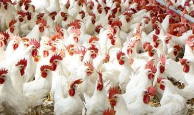 سعر الدواجن اليوم الخميس في الأسواق