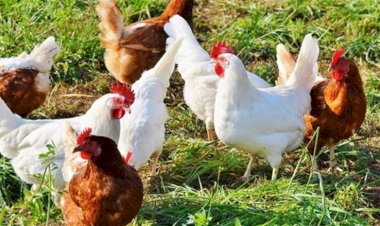 سعر الدواجن اليوم الأحد في الأسواق