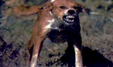 كلب ضال يعقر طفلا ويتسبب في تصفية عينه بأشمون