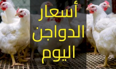 سعر الدواجن اليوم الخميس في الأسواق