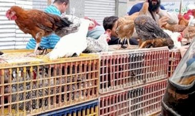 سعر الدواجن اليوم الجمعة في الأسواق