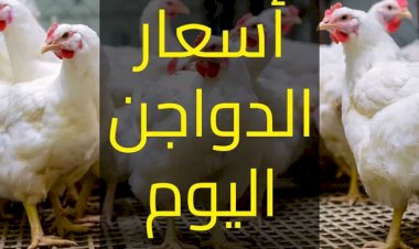 سعر الدواجن اليوم الإثنين في الأسواق