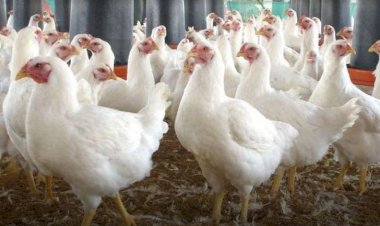 سعر الدواجن اليوم الثلاثاء في الأسواق