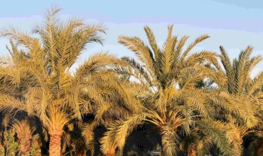 زراعة شمال سيناء تواصل الكشف عن سوسة النخيل الحمراء بالمزرعة الإرشادية بالعريش