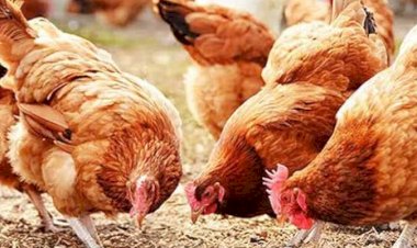 سعر الدواجن اليوم السبت في الأسواق