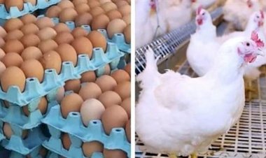 سعر الدواجن اليوم الأحد في الأسواق