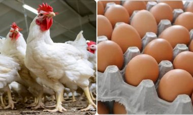 سعر الدواجن اليوم الثلاثاء في الأسواق