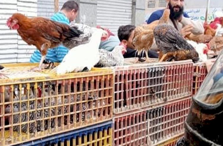 سعر الدواجن اليوم الأربعاء في الأسواق