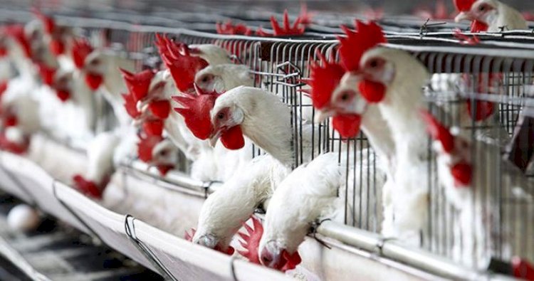 سعر الدواجن اليوم الجمعة في الأسواق