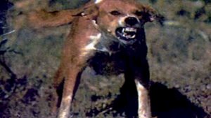 كلب ضال يعقر طفلا ويتسبب في تصفية عينه بأشمون