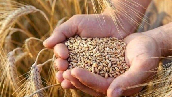 2500 جنيه للإردب ..الزراعة تعلن الاستعدادات النهائية لحصاد القمح