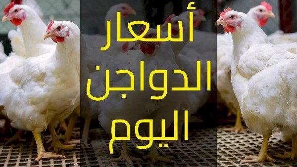سعر الدواجن اليوم الخميس في الأسواق