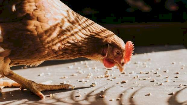 سعر الدواجن اليوم السبت في الأسواق   