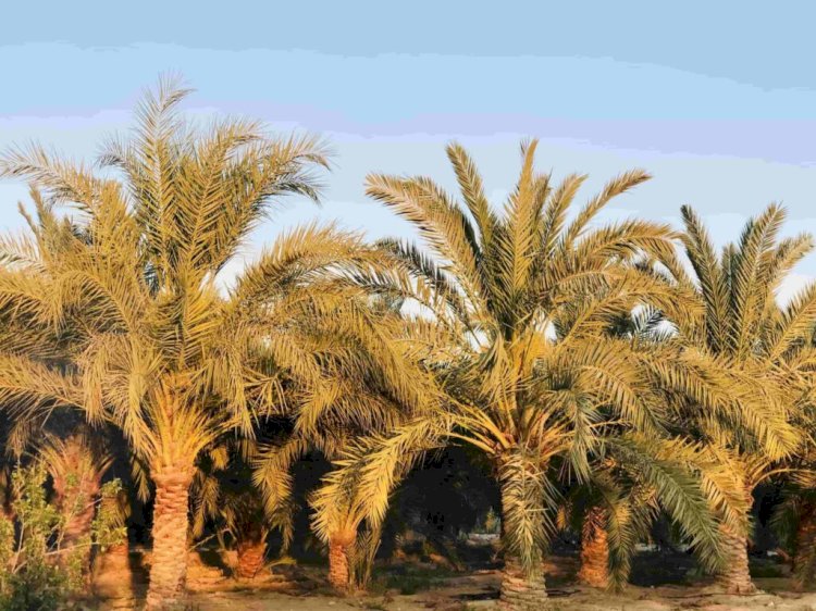 زراعة شمال سيناء تواصل الكشف عن سوسة النخيل الحمراء بالمزرعة الإرشادية بالعريش