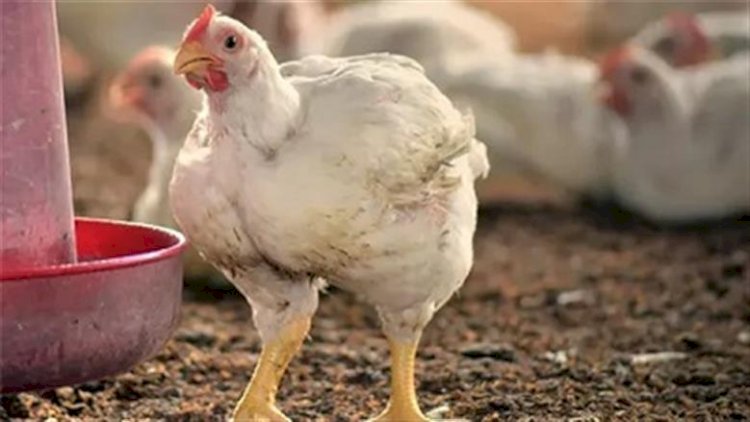 سعر الدواجن اليوم الجمعة في الأسواق