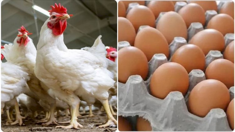 سعر الدواجن اليوم الثلاثاء في الأسواق