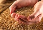 "الزراعة" تعلن توريد 1.5 مليون طن قمح محلي حتى الآن.. والوزير: نستهدف 5 ملايين طن هذا الموسم