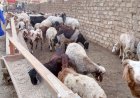 محافظة الجيزة تعلن حظر إقامة شوادر بيع الأضاحى بالشوارع الرئيسية والميادين