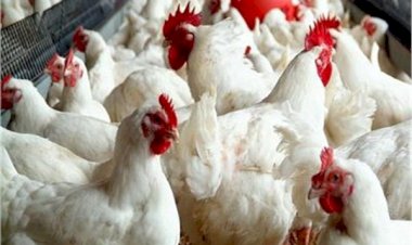 سعر الدواجن اليوم الإثنين في الأسواق