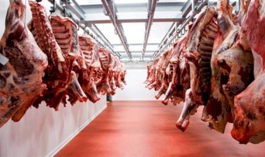 التموين: طرح اللحوم الطازجة والمجمدة والدواجن بأسعار تنافسية وتجهيز 20 شادراً لبيع الخراف الحية