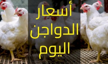 سعر الدواجن اليوم الثلاثاء في الأسواق