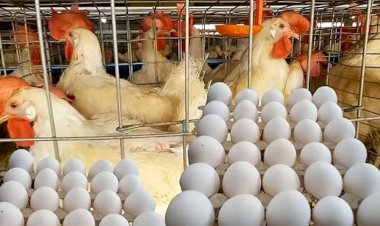 سعر الدواجن اليوم الأحد في الأسواق