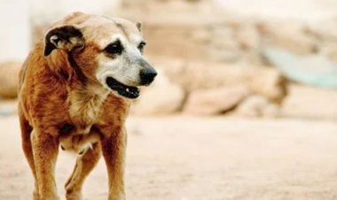 إصابة 6 أشخاص إثر عقر كلب ضال فى جهينة سوهاج